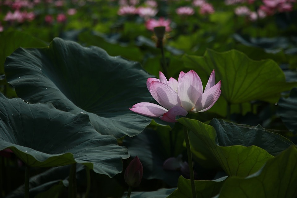 lily blooming